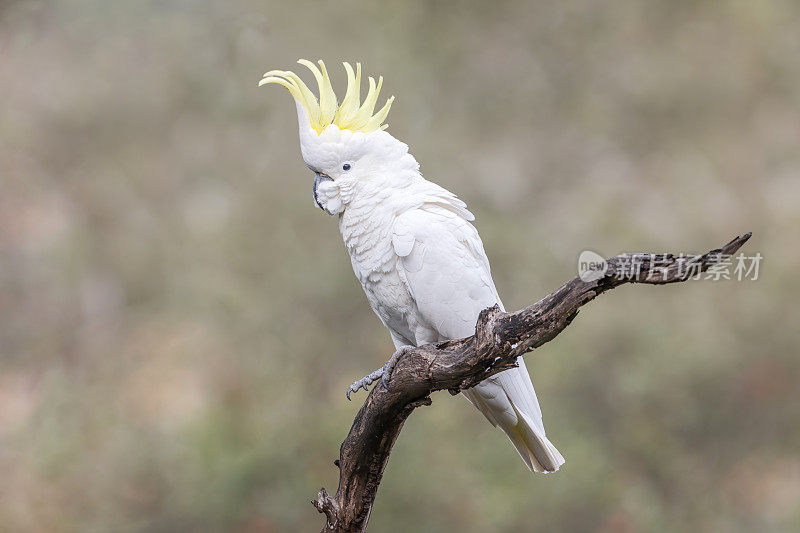 硫冠凤头鹦鹉，悉尼，新南威尔士州，澳大利亚