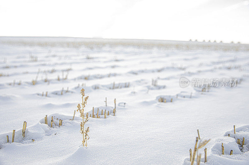 被雪覆盖的干草地