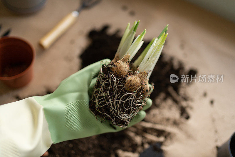 一位戴着手套的女性手拿着一株带有根的鸢尾花的球茎，准备移植到一个新的花盆里。唤醒室内植物，迎接春天。用花装饰家庭阳台或露台