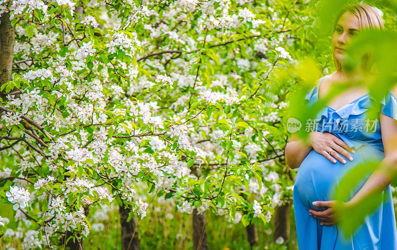 孕妇站在开花的苹果树花园里。有选择性的重点。