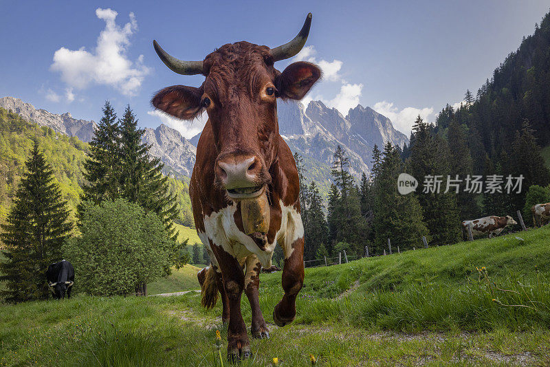 贝希特斯加登国家公园高山草地上的快乐奶牛