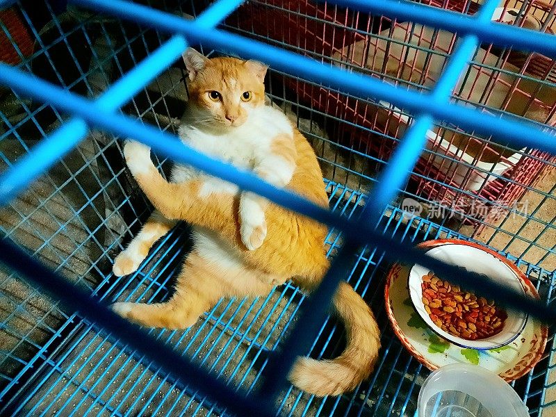 猫坐在笼子里。
