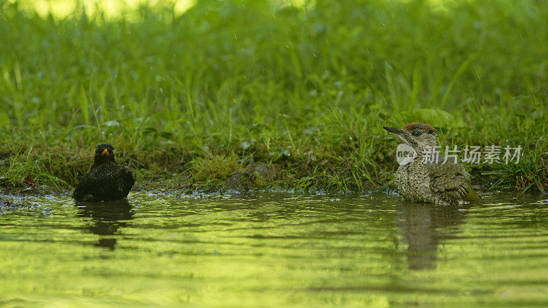 雄性黑鹂和年轻的绿啄木鸟在洗澡