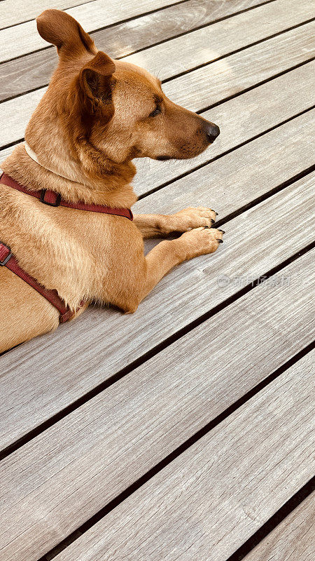 狗躺在木板上