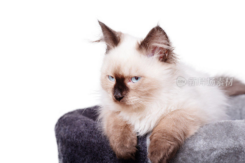 涅瓦化妆舞会小猫躺在床上。小猫米色，白色上有棕色孤立。