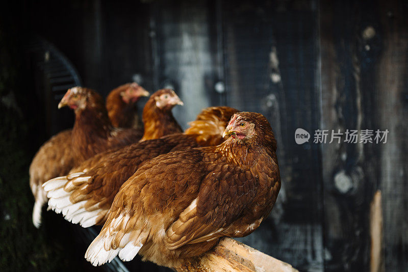 栖息的母鸡