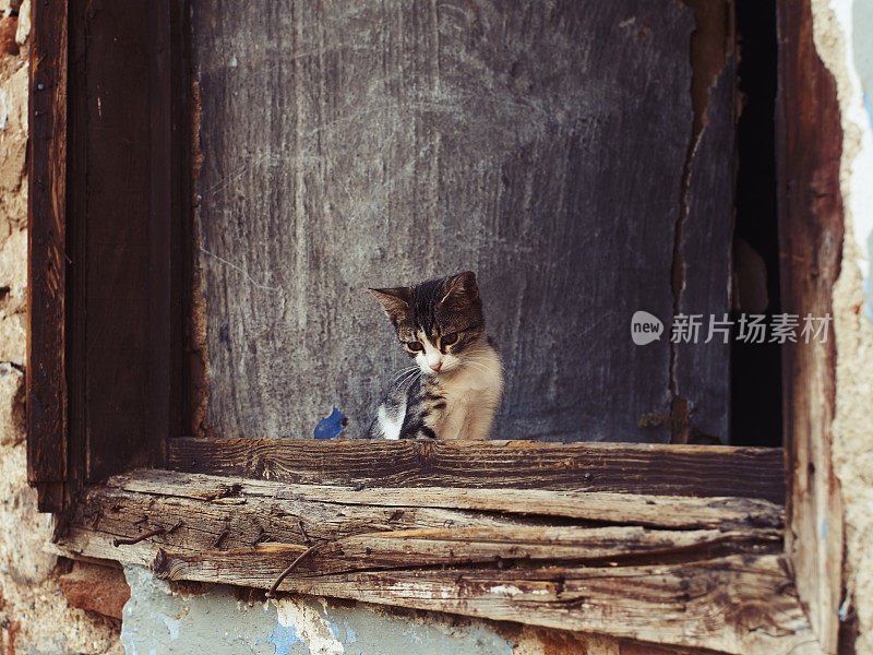 一只美丽的流浪小猫从一座废弃建筑的窗户向四周张望