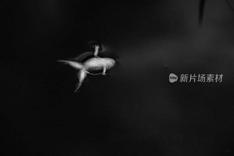 黑白图像，一只死青蛙躺在它的背部，漂浮在水里