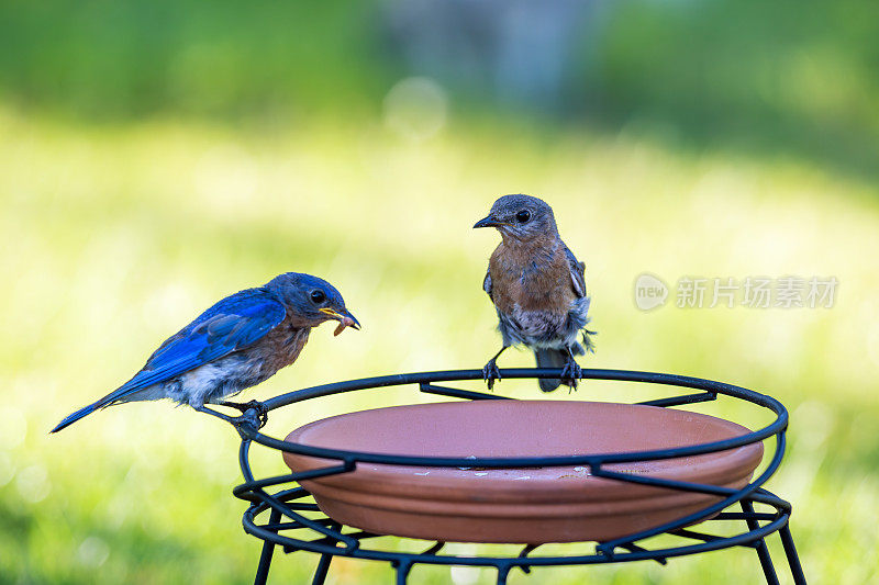 雄性和雌性东方蓝知更鸟