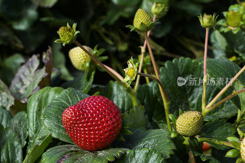 藤蔓上成熟的草莓特写