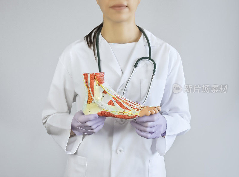 骨科医生正在展示一个足部模型