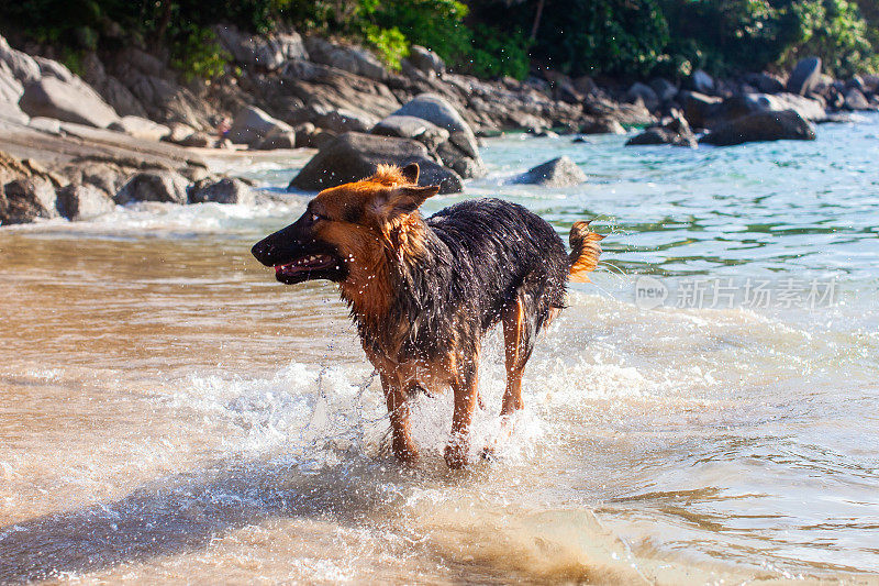 一只德国牧羊犬在岩石海滩的水里玩耍。