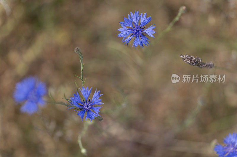 英国乡村花园里的矢车菊