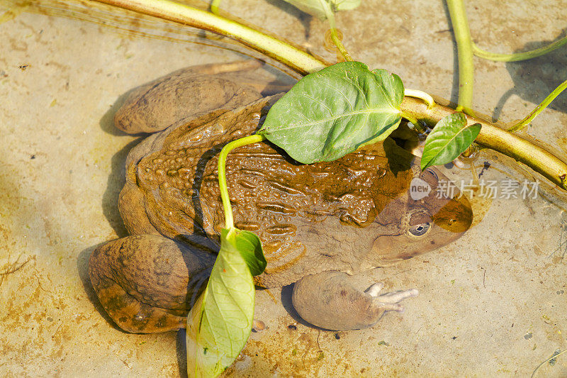 向下看躺在水下的大棕色泰国蟾蜍
