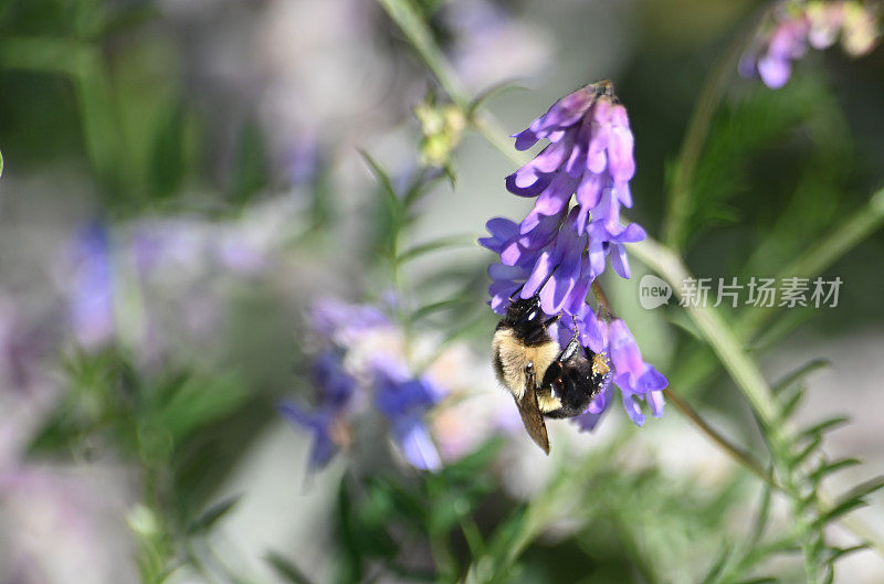 大黄蜂在一朵紫色的花上