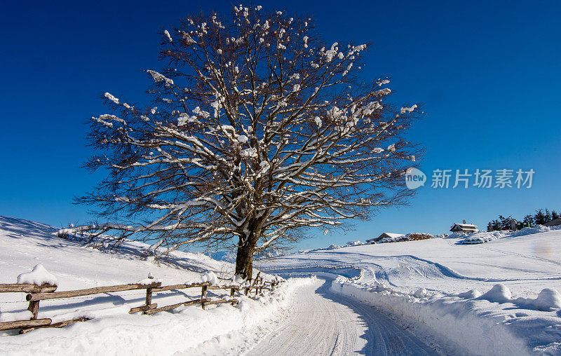 在一个美丽的冬日，太阳融化了孤独树上的雪