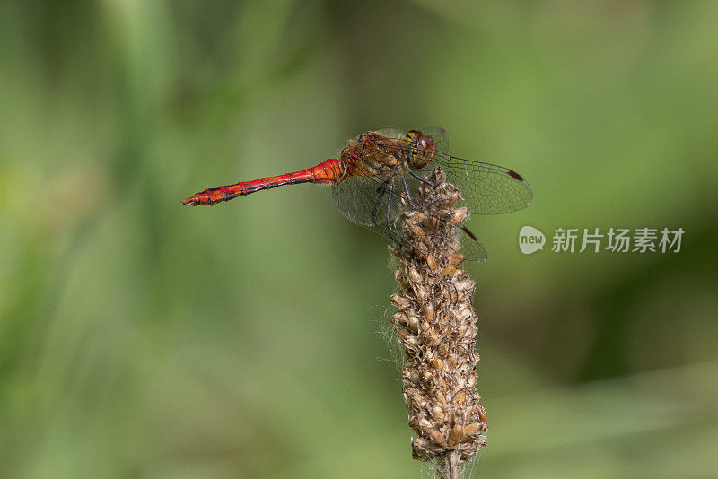 红红的蜻蜓