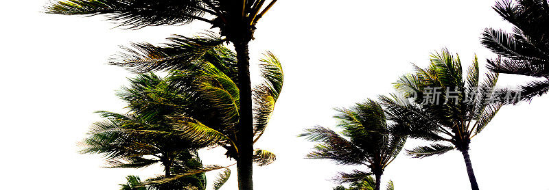 刮风的日子棕榈树在白色的背景