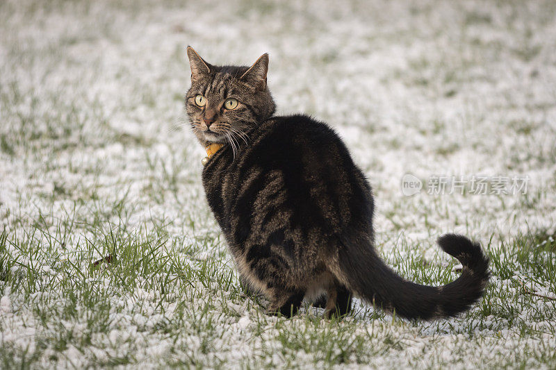 小虎斑猫在雪中玩耍