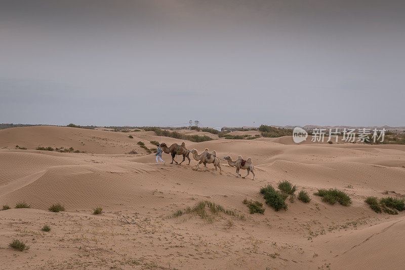 骆驼商队。库布其沙漠，中国内蒙古湘沙湾景区
