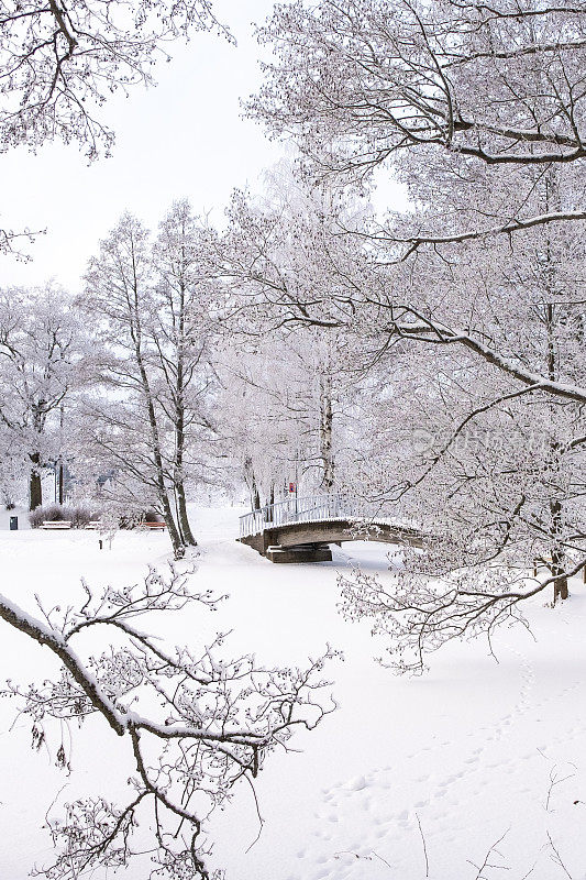 冬天的风景。在城市公园的湖面上，被冰雪覆盖的树枝和一座木制人行桥。拉赫蒂寒冷的冬日。