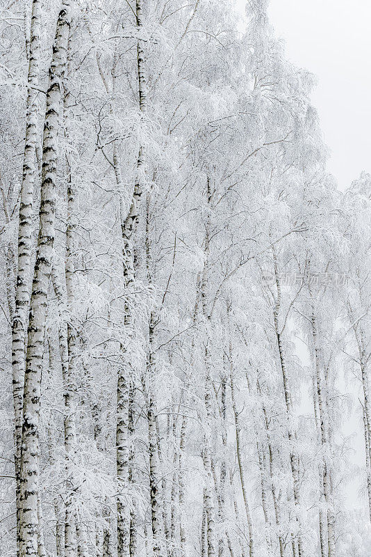 树上的雪