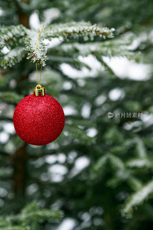 红色的圣诞树球挂在结霜的松枝上，特写