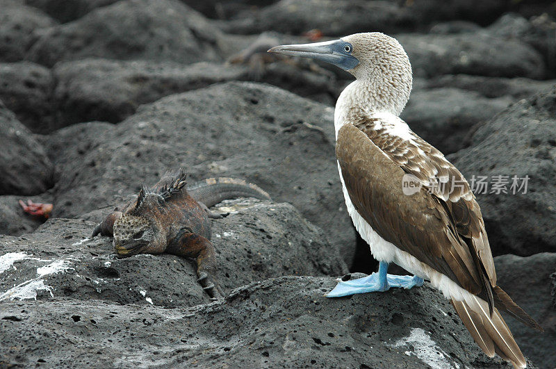 蓝脚鲣鸟和海鬣蜥