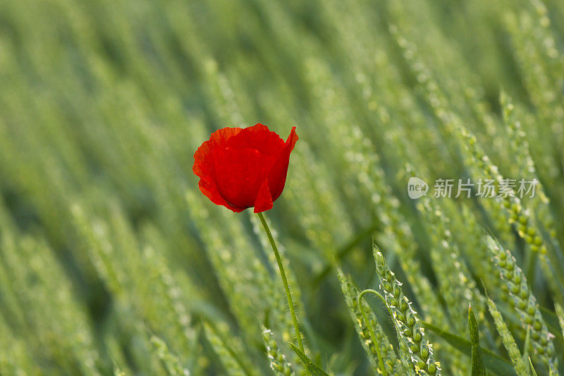 小麦里的罂粟