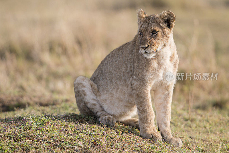 坐着的母狮，马赛马拉，肯尼亚