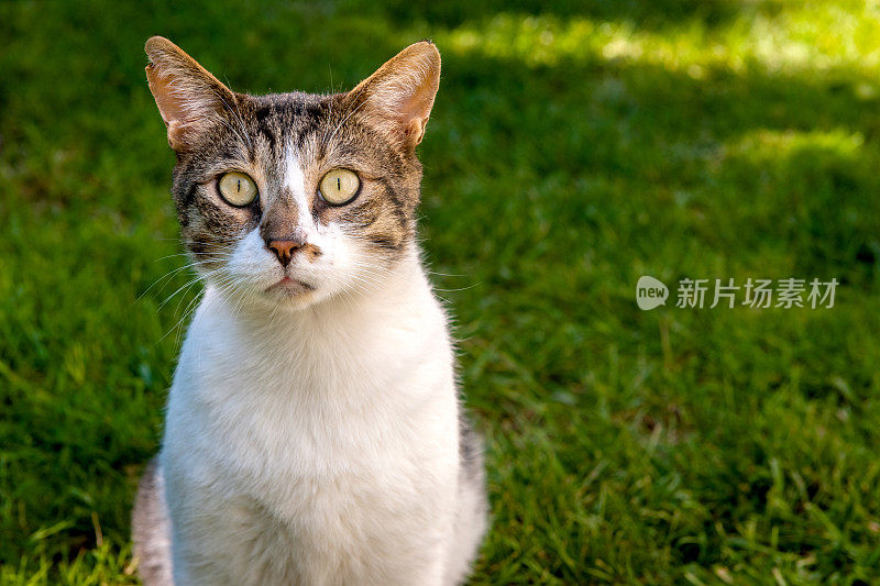 斯洛文尼亚新戈里察市花园的家猫