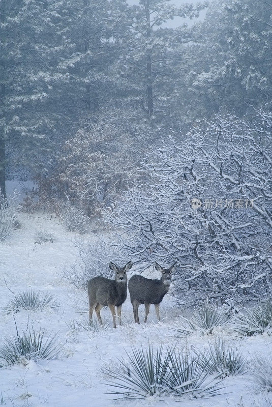 鹿骡在派克国家森林雪