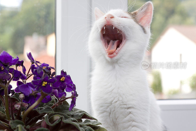 巨大的白色的猫