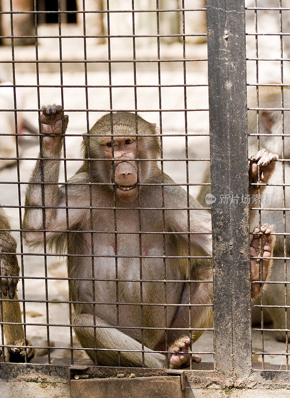 关在笼子里的猴子