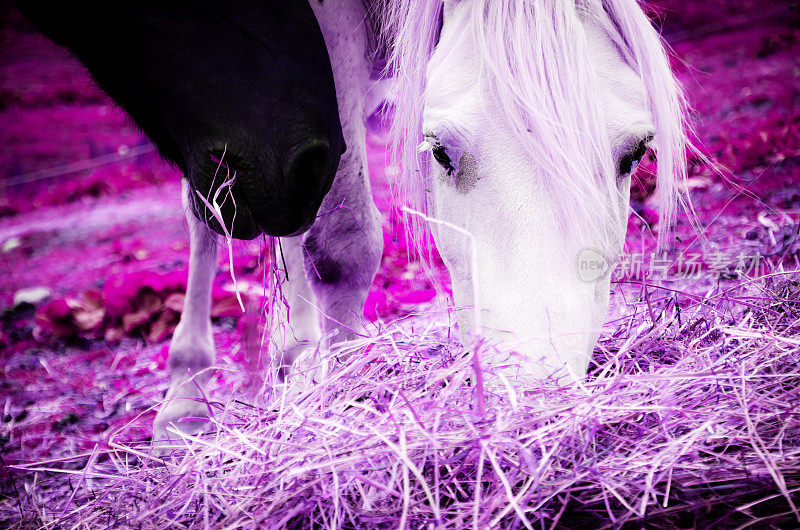 紫色背景下的白色和黑色的马