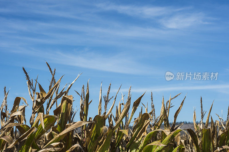 玉米秸秆顶部的特写与云的背景