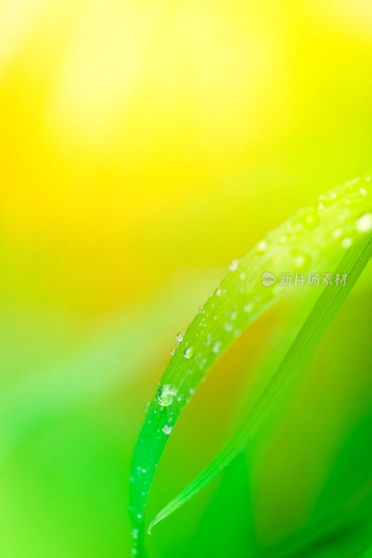 日出时麦草叶片上的雨滴