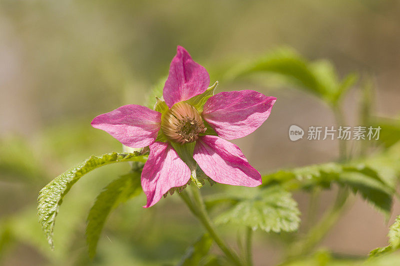 森林的野花