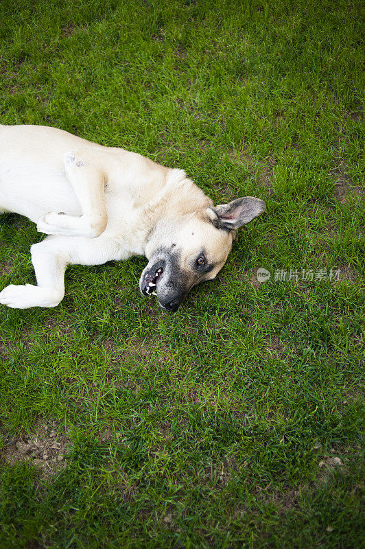 土耳其警卫犬“Kangal”