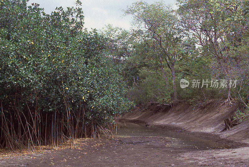 红树林和湿地背后的巴拿马瓜纳卡斯特哥斯达黎加