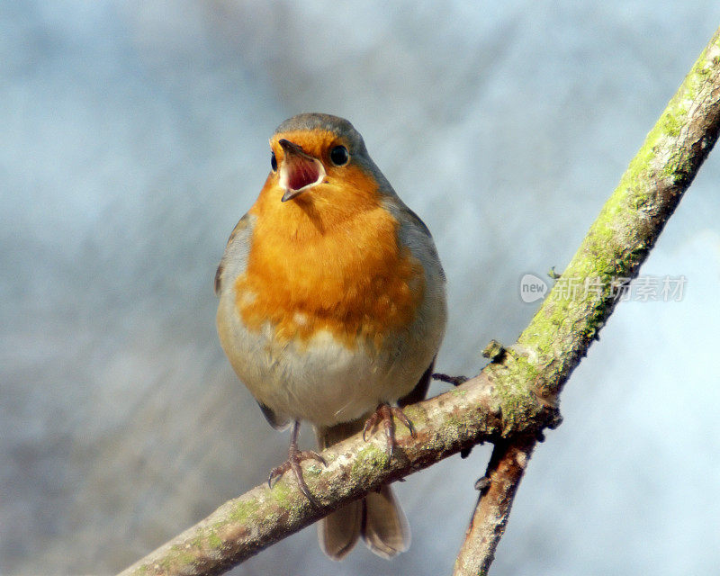 罗宾(红心rubecula)