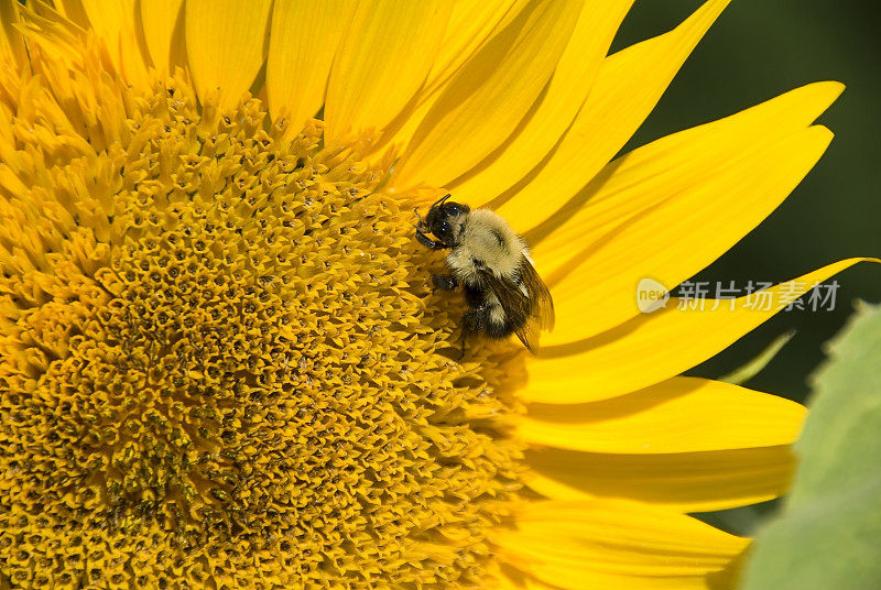 大黄蜂在向日葵