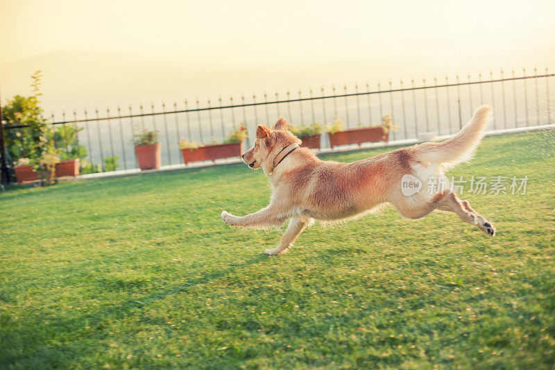 金毛猎犬