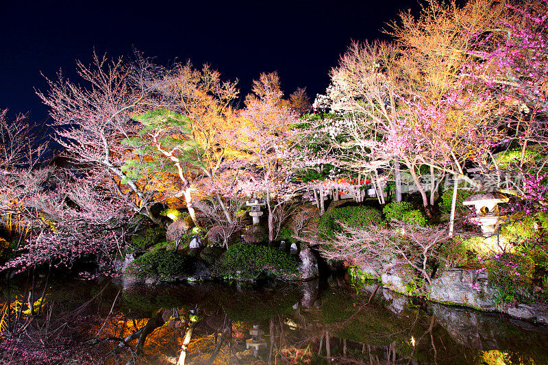 京都春光夜景