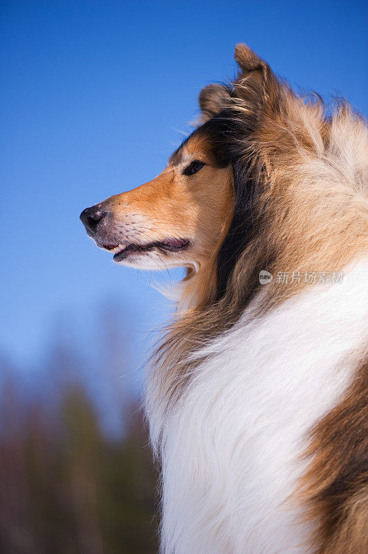 粗糙的牧羊犬肖像。