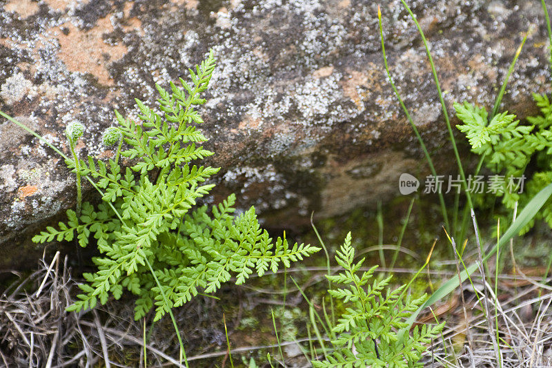小的蕨类，靠近地衣覆盖的岩石