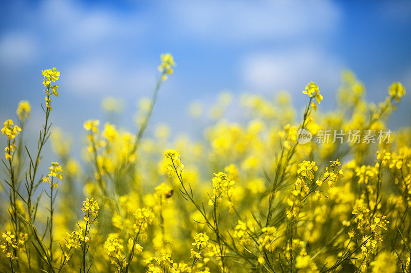 油菜