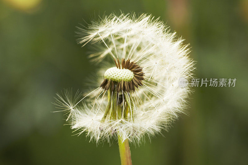 蒲公英的花