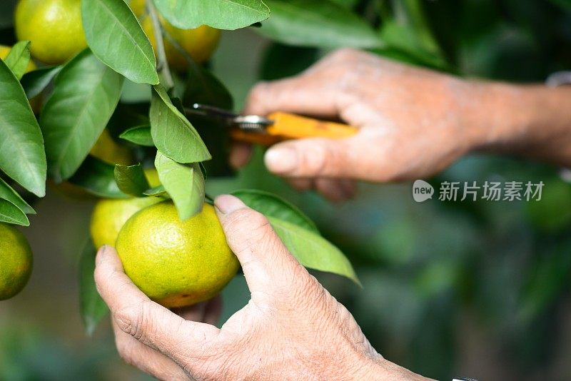 橘子树田男农民收获采摘的果实