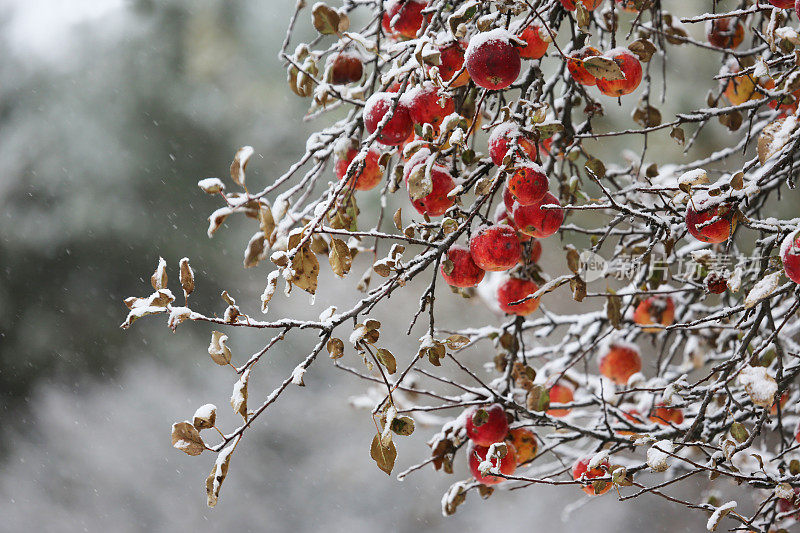 苹果树在暴风雪